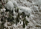 SNOWY MADRONE 